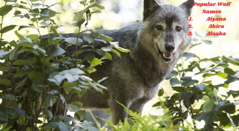 565+ Wolf Names: Best Unique, Powerful & Brave Names